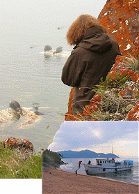 Baikal boat cruises to watch seals