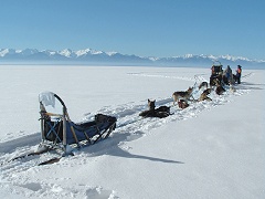 Dog-sledding over frozen Baikal