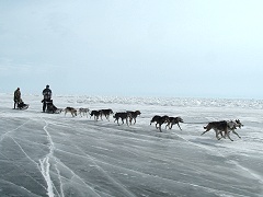 Dog-sled on lake Baikal