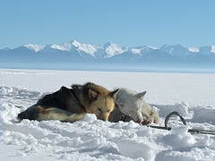 Dogsledding tour: dogs rest on lake Baikal