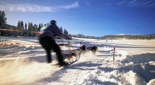 Dog sled races in lake Baikal taiga forest