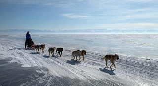 Dog-sledding trips in lake Baikal