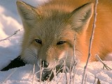 Baikal fox