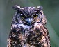 Baikal owl