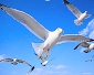 Baikal seagulls