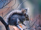 Baikal squirrel