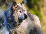Baikal wolf